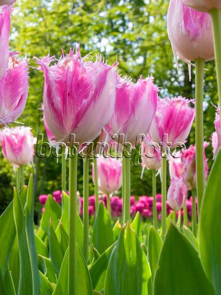 401093 - Fringed tulip (Tulipa Huis Ten Bosch)