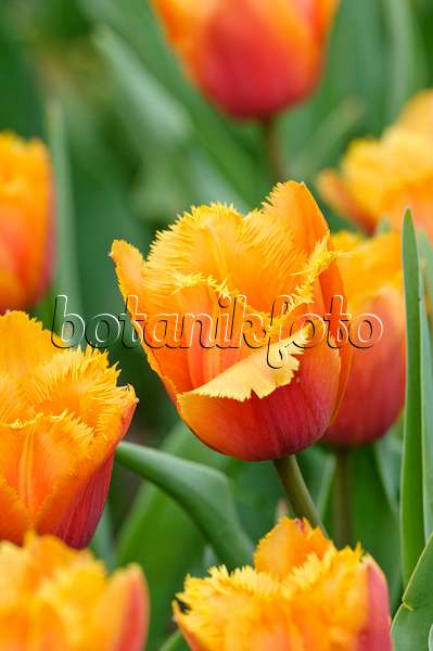 471312 - Fringed tulip (Tulipa Lambada)