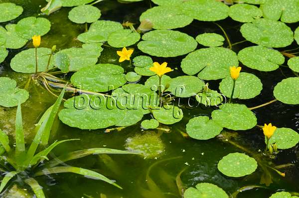 534512 - Fringed water lily (Nymphoides peltata) and water soldier (Stratiotes aloides)