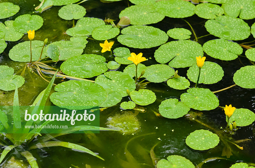 534512 - Fringed water lily (Nymphoides peltata) and water soldier (Stratiotes aloides)