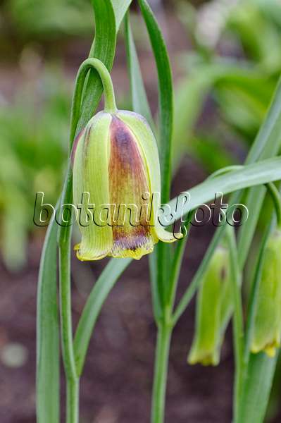 471225 - Fritillaire (Fritillaria acmopetala)