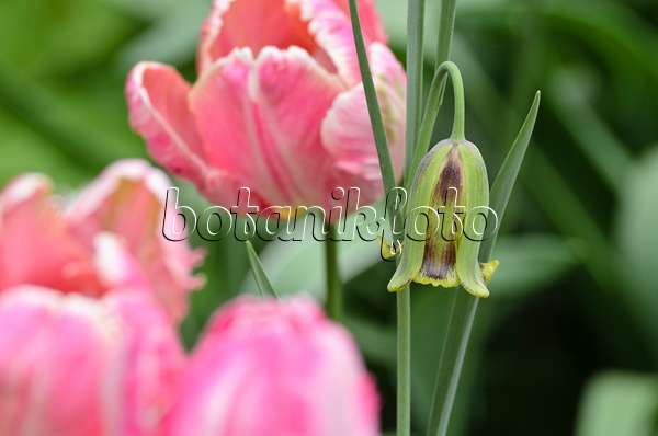 495345 - Fritillaire (Fritillaria acmopetala) et tulipe perroquet (Tulipa Apricot Parrot)