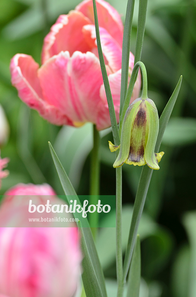 495346 - Fritillaire (Fritillaria acmopetala) et tulipe perroquet (Tulipa Apricot Parrot)