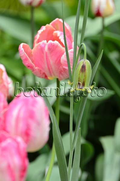 495347 - Fritillaire (Fritillaria acmopetala) et tulipe perroquet (Tulipa Apricot Parrot)