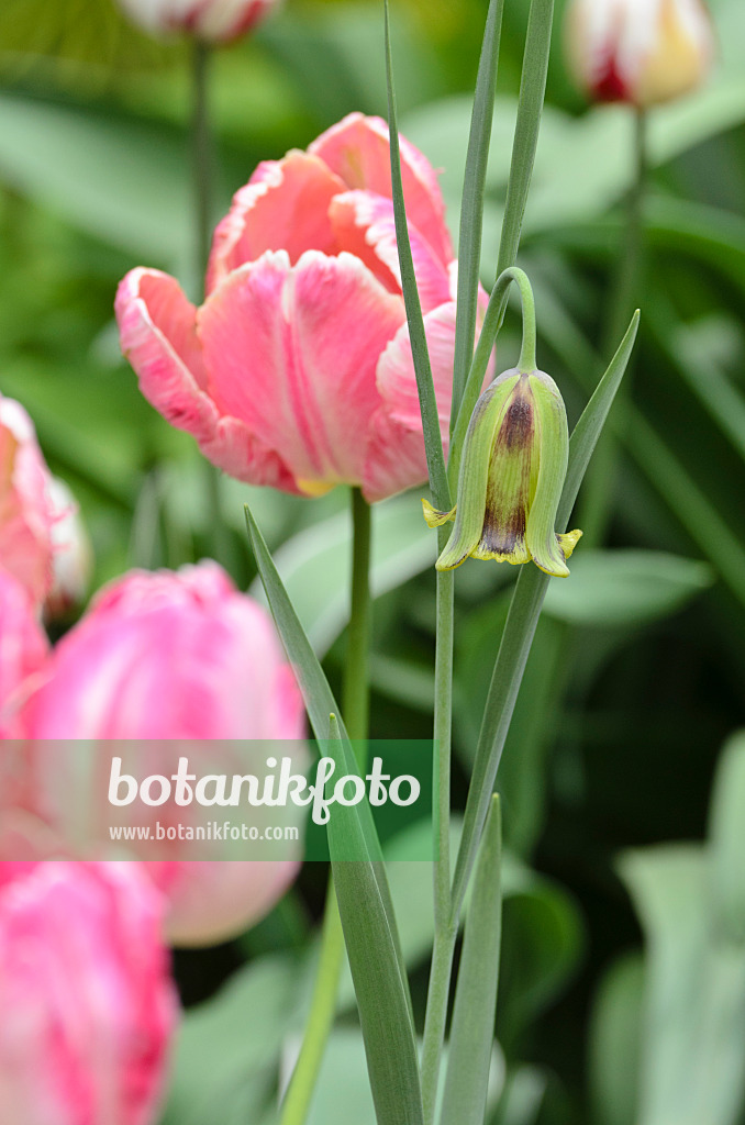 495347 - Fritillaire (Fritillaria acmopetala) et tulipe perroquet (Tulipa Apricot Parrot)