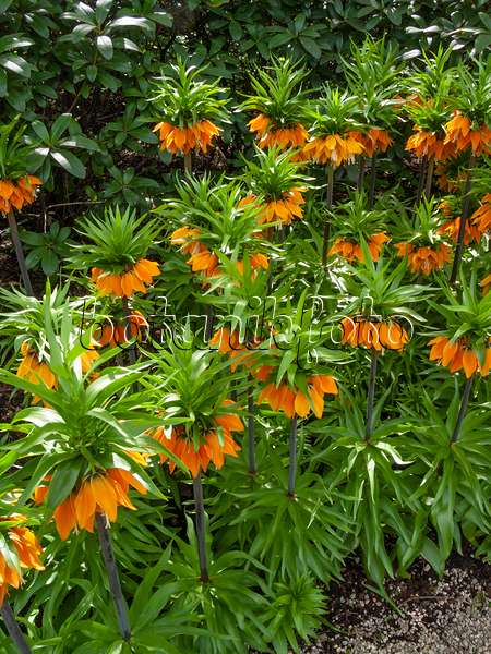 401082 - Fritillaire impériale (Fritillaria imperialis 'Orange Brillant')