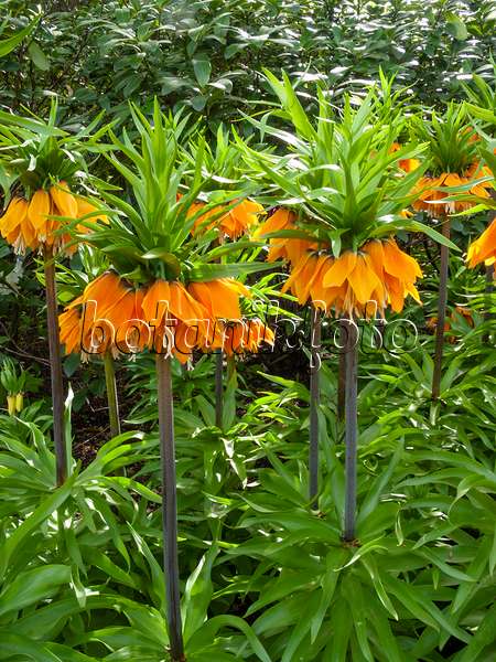 401083 - Fritillaire impériale (Fritillaria imperialis 'Orange Brillant')