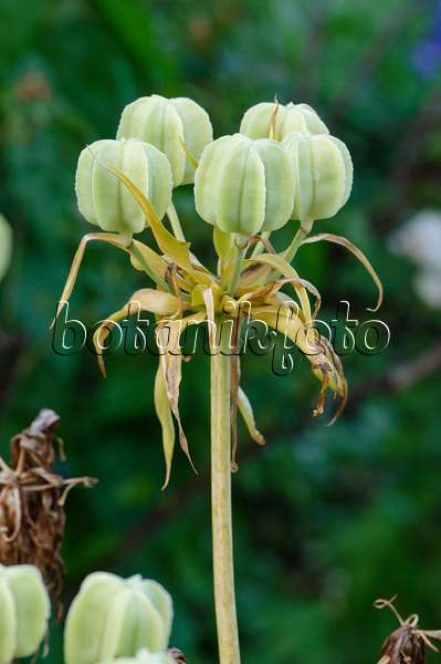 473034 - Fritillaire impériale (Fritillaria imperialis 'Rubra Maxima')