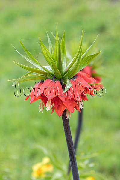 651285 - Fritillaire impériale (Fritillaria imperialis 'Rubra')