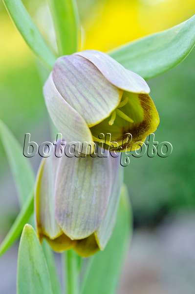 471245 - Fritillary (Fritillaria pontica)