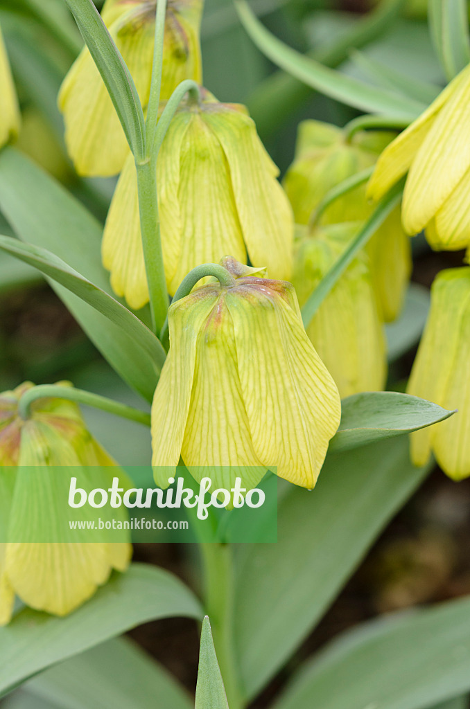 531140 - Fritillary (Fritillaria pontica)