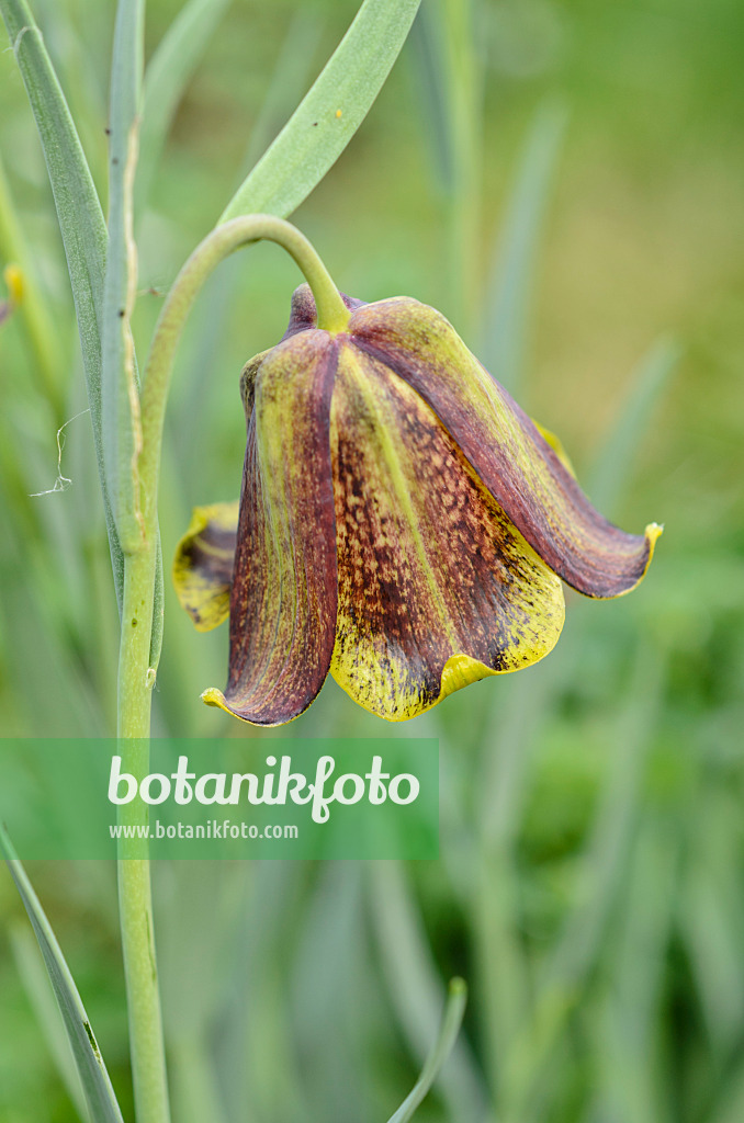 507207 - Fritillary (Fritillaria pyrenaica)