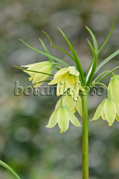 519046 - Fritillary (Fritillaria raddeana)