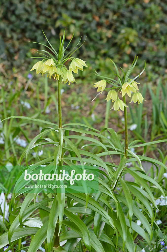 519047 - Fritillary (Fritillaria raddeana)