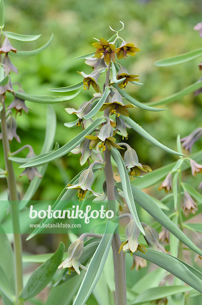 495153 - Fritillary (Fritillaria sewerzowii syn. Korolkowia sewerzowii)