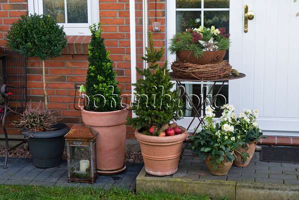 527034 - Front garden with container plants and Christmas decoration