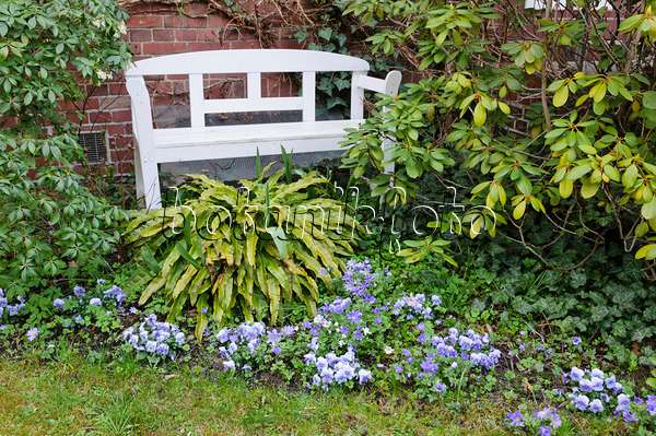 471056 - Front garden with white bench and violets