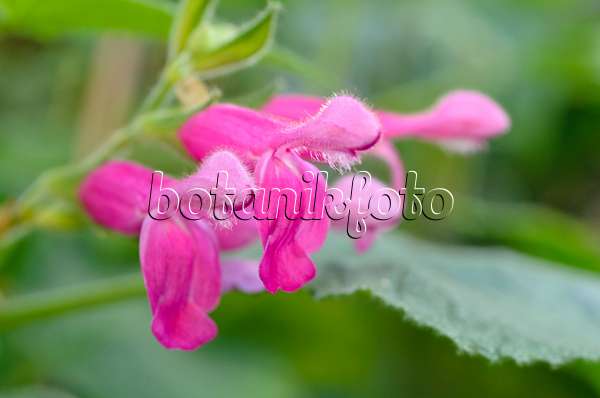 492042 - Fruit sage (Salvia dorisiana)