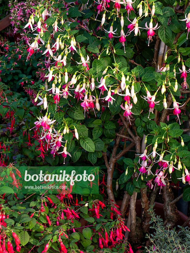 462054 - Fuchsia (Fuchsia Anton Schreuder)