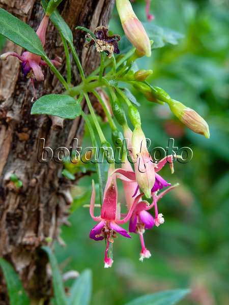 443088 - Fuchsia (Fuchsia lycioides)