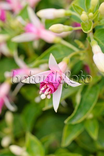 486199 - Fuchsia (Fuchsia Minirose)