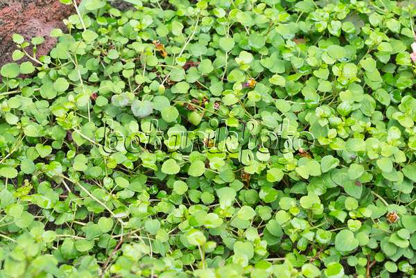 559025 - Fuchsia (Fuchsia procumbens)