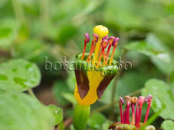559128 - Fuchsia (Fuchsia procumbens)