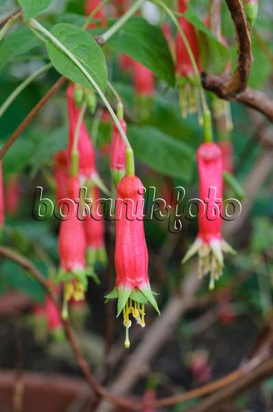 470017 - Fuchsia (Fuchsia splendens)