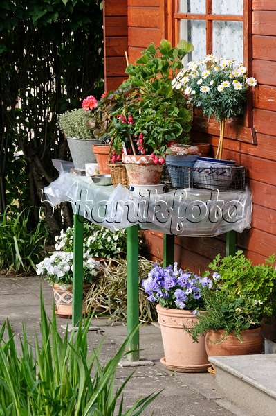 484138 - Fuchsias (Fuchsia), daisies (Leucanthemum), violets (Viola) and pelargoniums (Pelargonium) on a table in front of a garden house