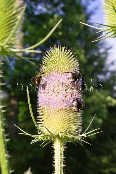 573015 - Fuller's teasel (Dipsacus sativus) and bumble bees (Bombus)