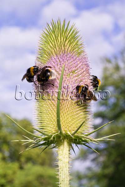 573016 - Fuller's teasel (Dipsacus sativus) and bumble bees (Bombus)