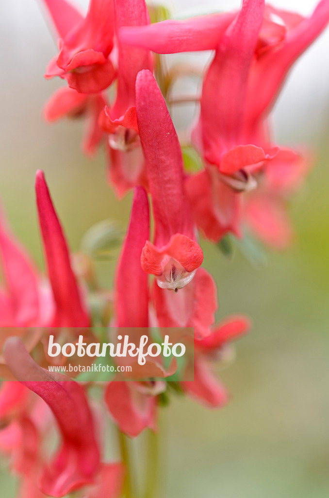 507002 - Fumewort (Corydalis solida subsp. transsylvanica)