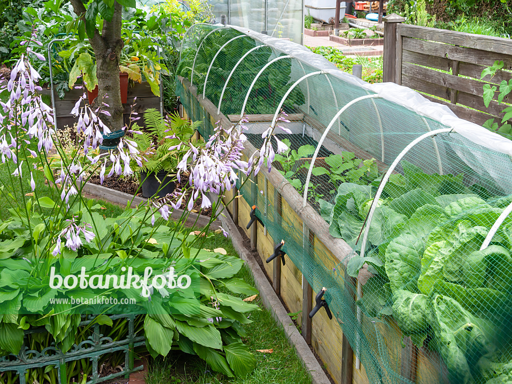 523259 - Funkia (Hosta) avec un potager surélevé dans un jardin familial