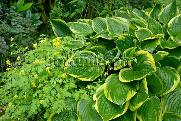 457030 - Funkia (Hosta fortunei 'Aureomarginata') et corydale jaune (Pseudofumaria lutea syn. Corydalis lutea)