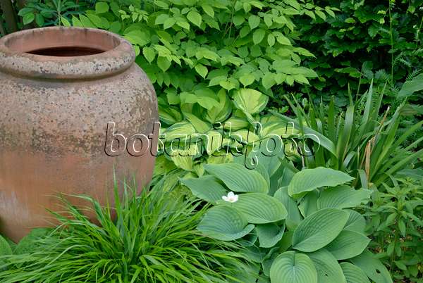 452119 - Funkia (Hosta) et herbe du Japon (Hakonechloa macra) avec un vase en terre