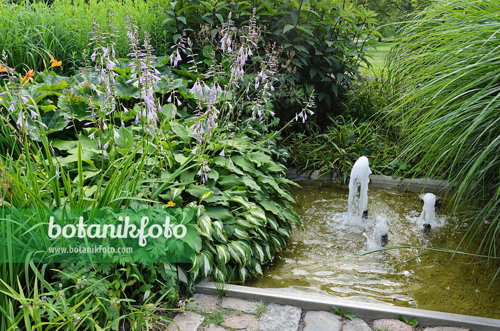 534189 - Funkias (Hosta) dans un jardin de vivaces avec fontaine