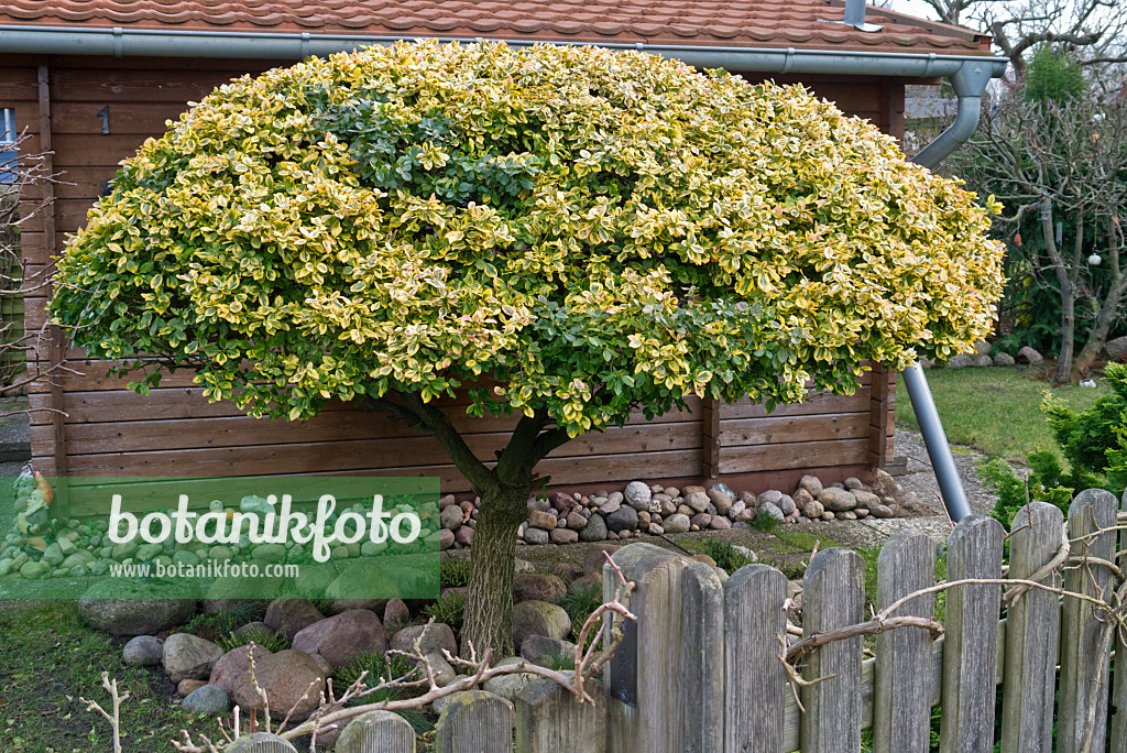 540002 - Fusain de Fortune (Euonymus fortunei)