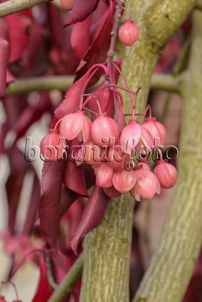575100 - Fusain (Euonymus grandiflorus 'Red Wine')