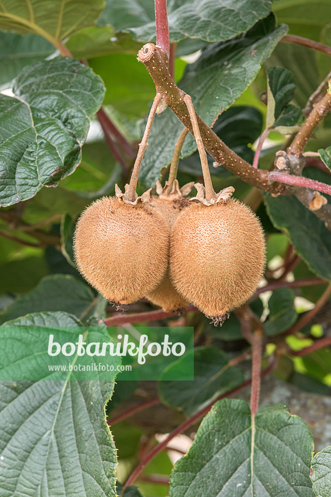 635007 - Fuzzy kiwi (Actinidia deliciosa 'Green Light')