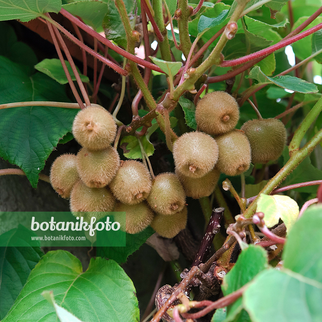 454003 - Fuzzy kiwi (Actinidia deliciosa 'Jenny')