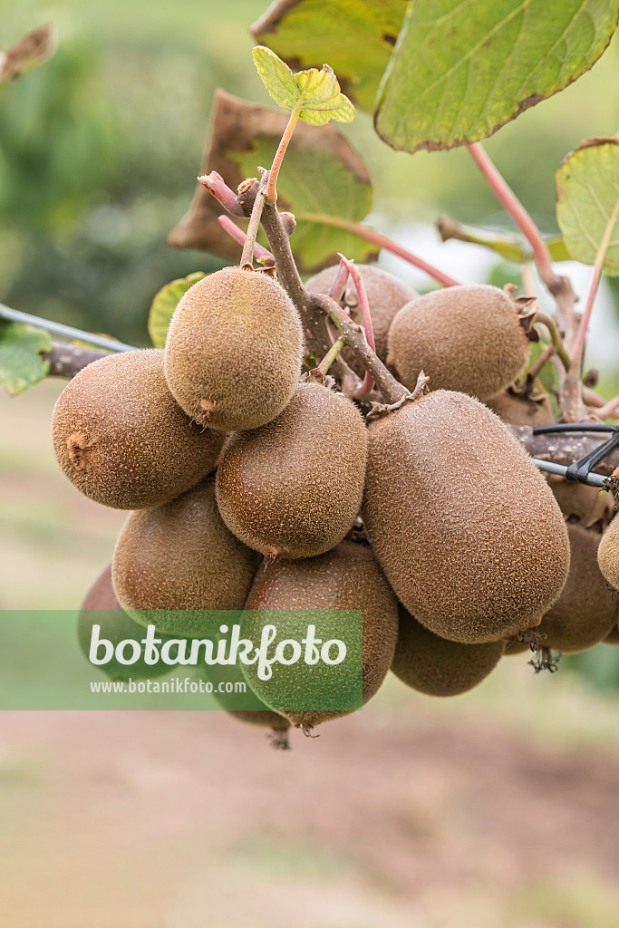 635009 - Fuzzy kiwi (Actinidia deliciosa 'Kiwigold')