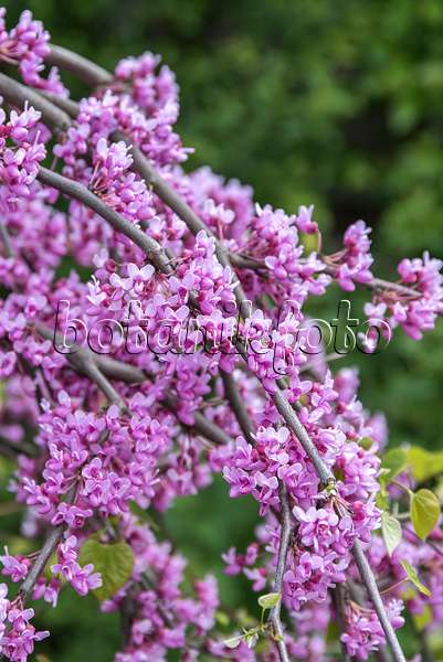 651163 - Gainier du Canada (Cercis canadensis 'Lavender Twist')