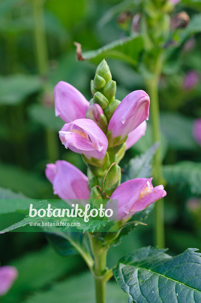 475160 - Galane oblique (Chelone obliqua)