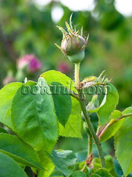 426007 - Gallica rose (Rosa Perle von Weißenstein)