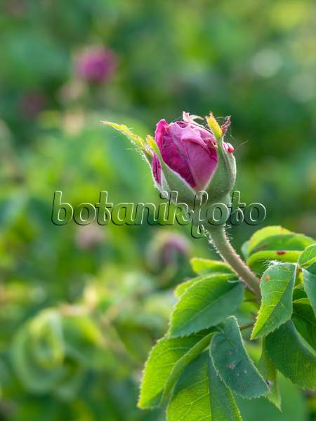 426008 - Gallica rose (Rosa Perle von Weißenstein)