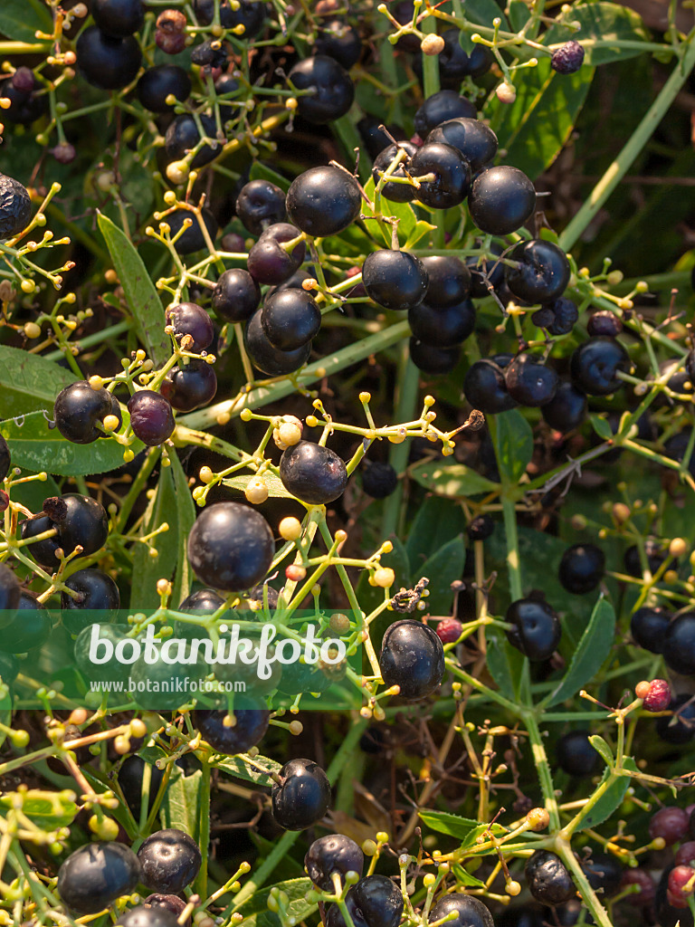 405054 - Garance des teinturiers (Rubia tinctoria)