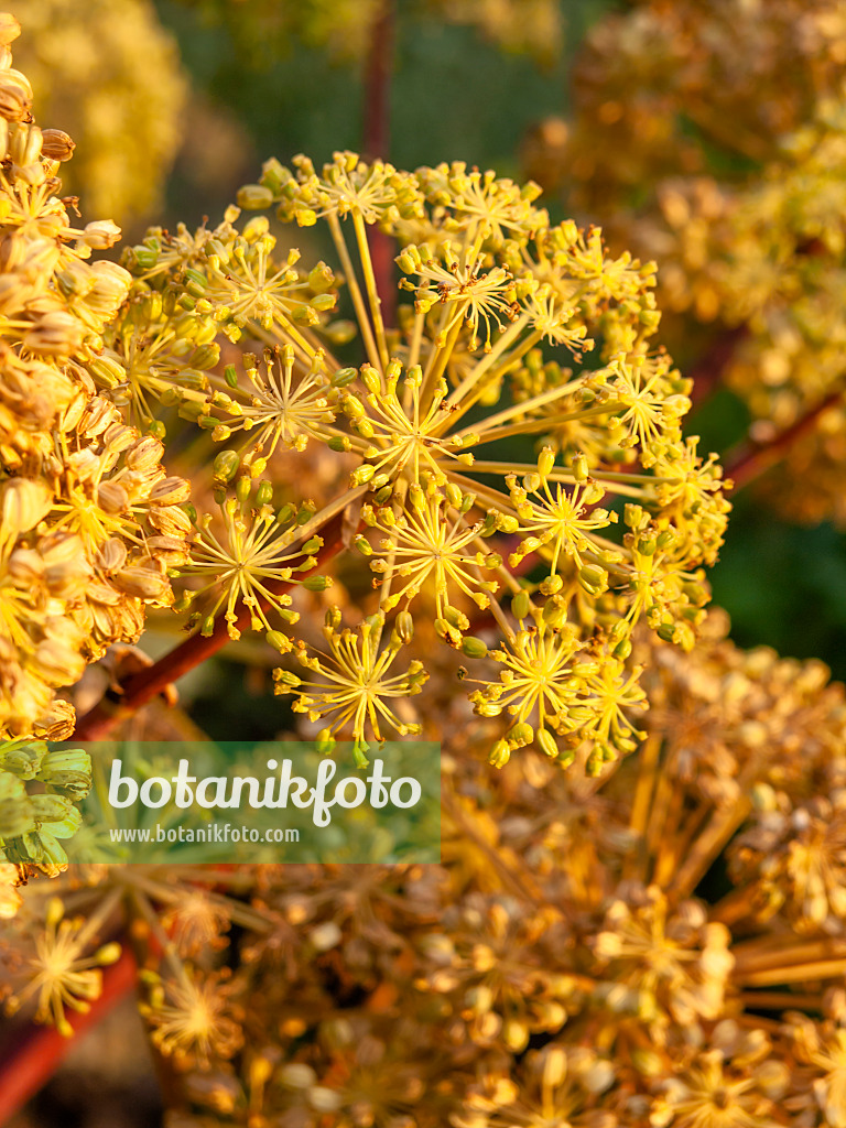 462067 - Garden angelica (Angelica archangelica)