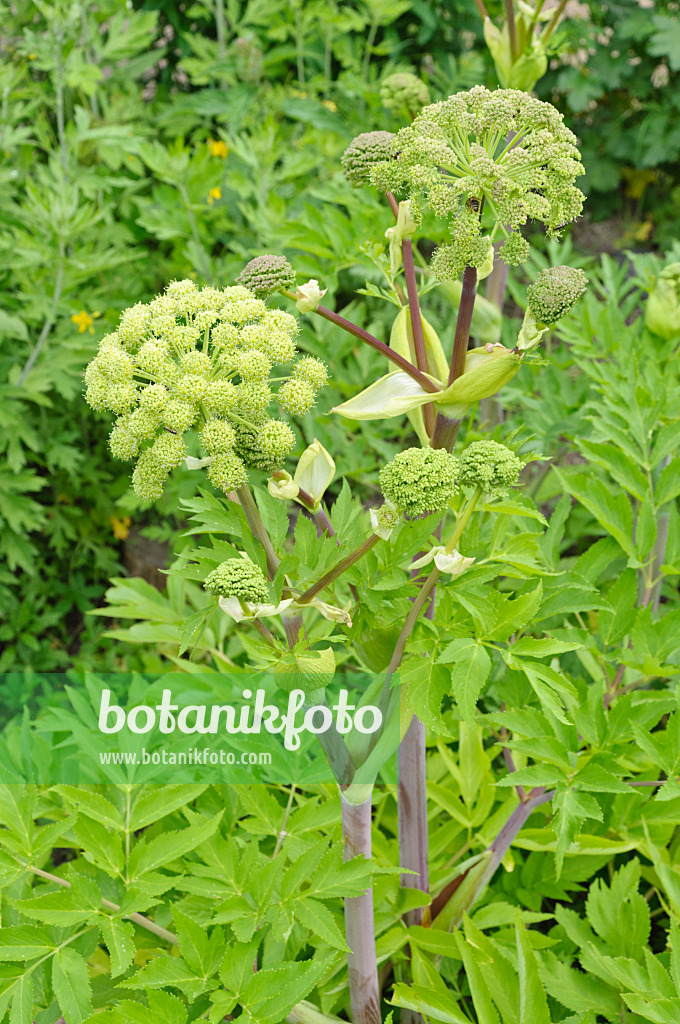 472428 - Garden angelica (Angelica archangelica)