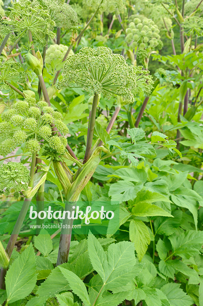 485088 - Garden angelica (Angelica archangelica)