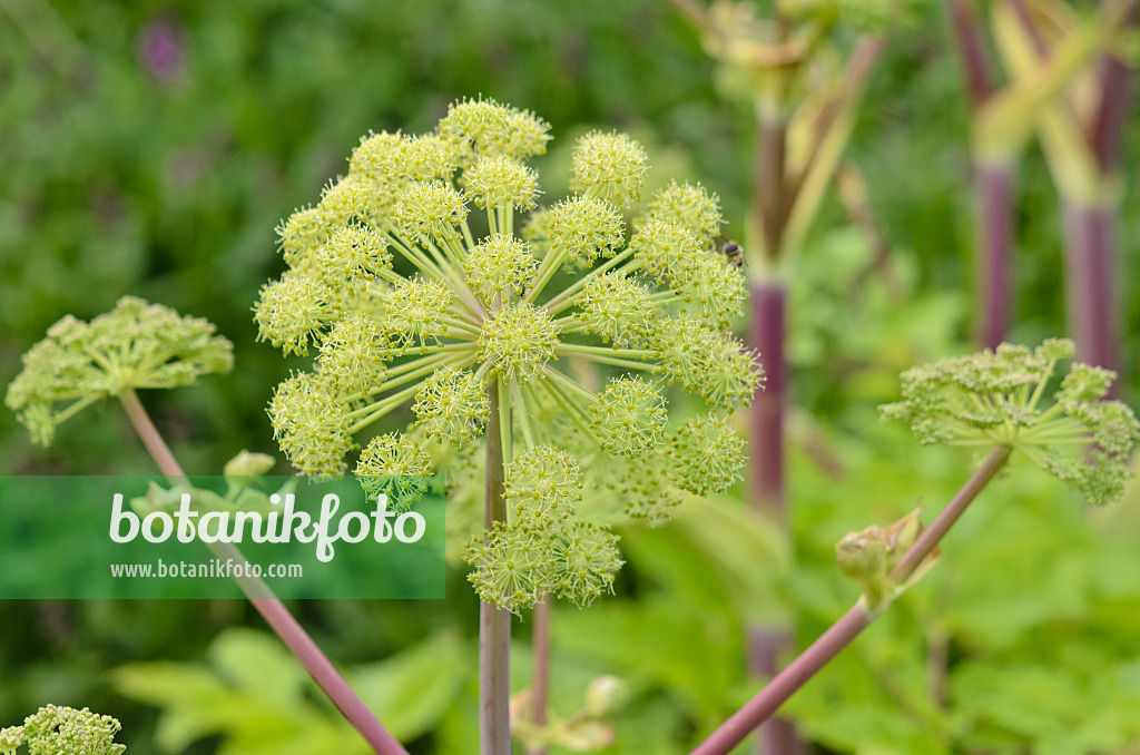 521065 - Garden angelica (Angelica archangelica)